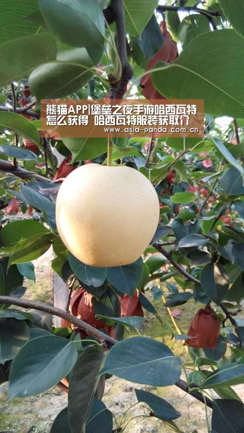 熊猫APP|堡垒之夜手游哈西瓦特怎么获得 哈西瓦特服装获取介绍