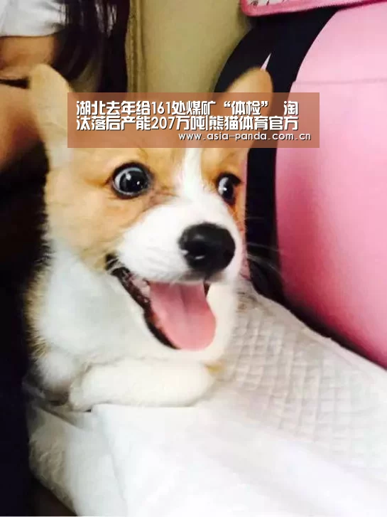 熊猫APP